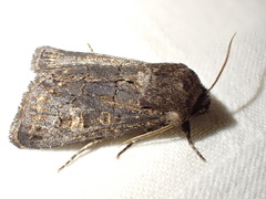 Tholera cespitis