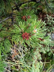 Pinus mugo