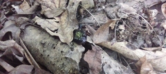 Plethodontinae
