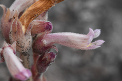 Aphyllon fasciculatum