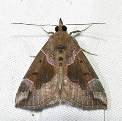Hypena manalis