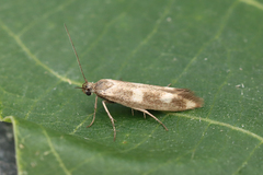 Scythris scopolella