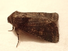Tholera cespitis