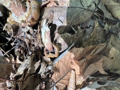 Armillaria