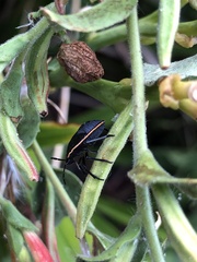 Chlorochroa