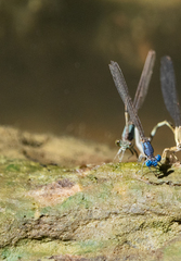 Argia apicalis