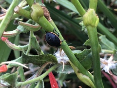 Chlorochroa