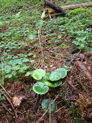 Soldanella montana