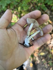 Nitida