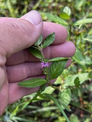 Cuphea carthagenensis