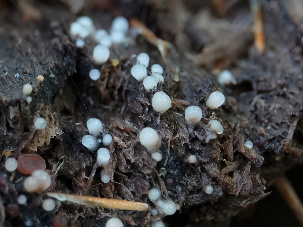 Helicogloea compressa