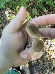 Nitida