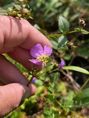 Rhexia virginica