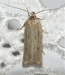 Gonioterma mistrella