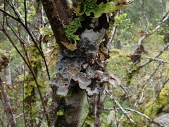 Lobariaceae