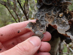 Lobariaceae