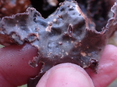 Lobariaceae