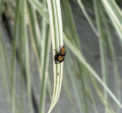Phidippus cardinalis
