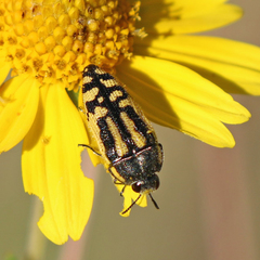 Acmaeodera amplicollis