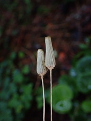 Soldanella montana