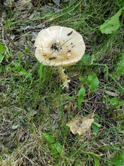 Amanita populiphila