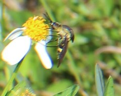 Lepidophora lepidocera