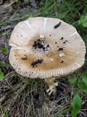 Amanita populiphila