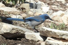 Aphelocoma woodhouseii