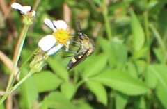 Lepidophora lepidocera