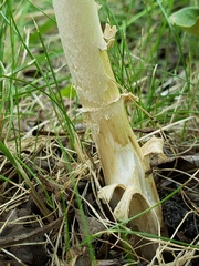 Amanita populiphila