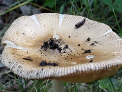 Amanita populiphila