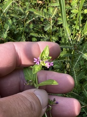 Cuphea carthagenensis