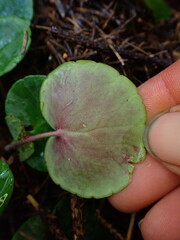 Soldanella montana