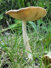Amanita populiphila