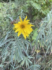 Helianthus maximiliani