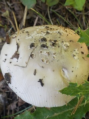 Amanita populiphila
