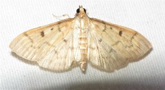 Herpetogramma fluctuosalis