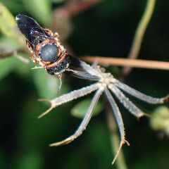 Anthidiellum perplexum