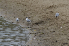 Chroicocephalus ridibundus