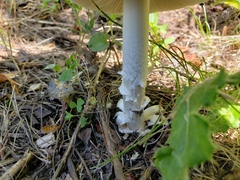 Amanita populiphila