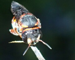 Anthidiellum perplexum