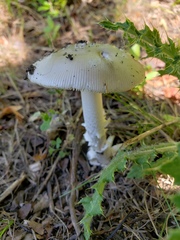Amanita populiphila