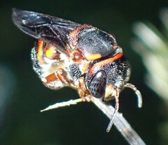 Anthidiellum perplexum