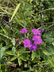 Phlox glaberrima