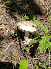 Amanita populiphila