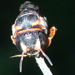 Anthidiellum perplexum