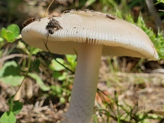 Amanita populiphila