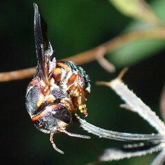 Anthidiellum perplexum