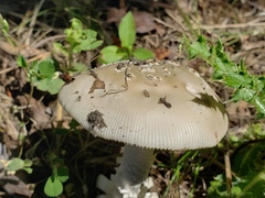 Amanita populiphila