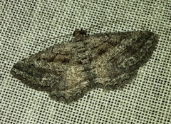 Rhoptria asperaria